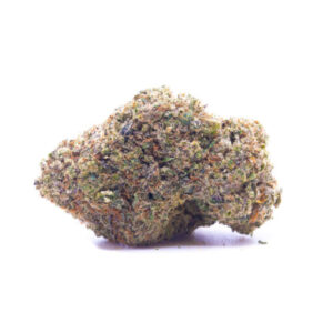 Oz – Silverback Gorilla